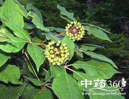 【来源】为五加科植物刺五加的根及根茎.【性味】性温,味辛,微苦.