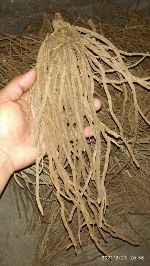 广东本土野生威灵仙老虎须