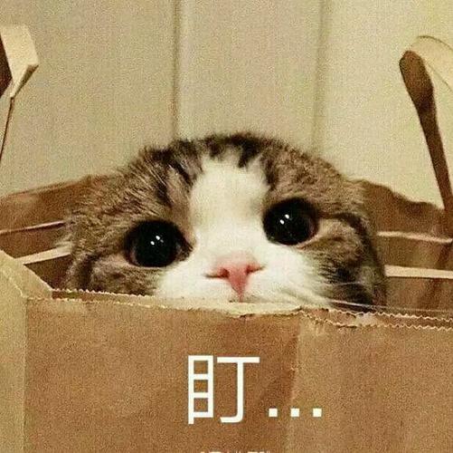 盯(小猫)表情包 - 日常表情包