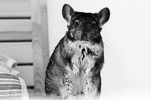 吾家龙猫已长成(组图)