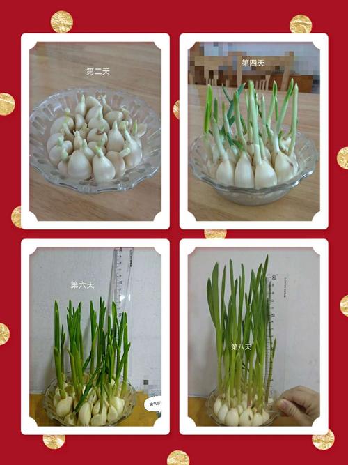 科学观察日记——种植大蒜