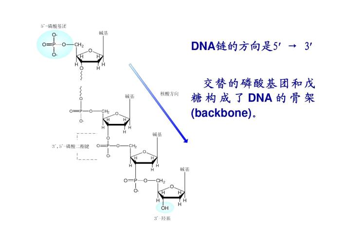 dna的结构和功能汇总