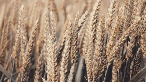 成熟麦子图片大全-花卉壁纸-高清花卉图片-第8图-娟娟