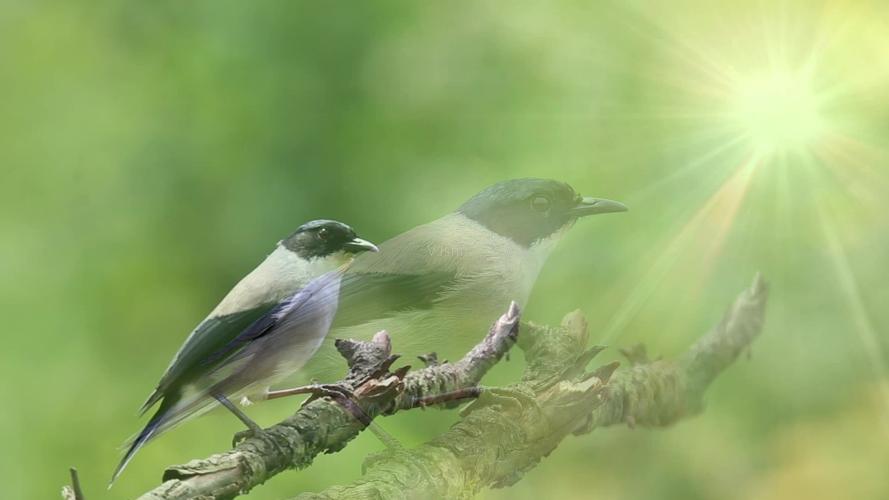 黑头奇鹛叫声_1920x1080_高清视频素材下载(编号:1555687)_实拍视频