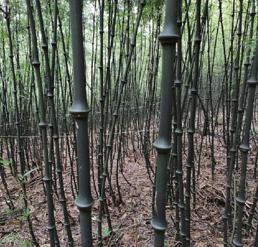 云南耐寒筇竹算盘竹四方竹簕竹大小竹苗室内外绿植物观叶盆景盆栽