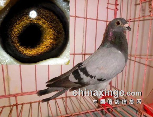 晒晒我的吴淞鸽 欢迎欣赏