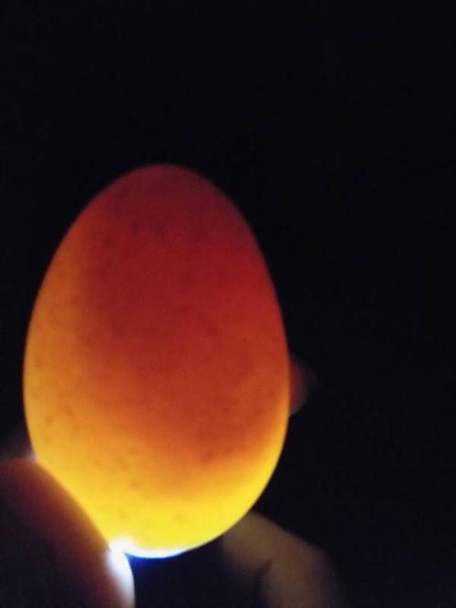 请问一下朋友们,我的野鸡蛋孵了18天了还是这样的蛋,能孵出小鸡吗?