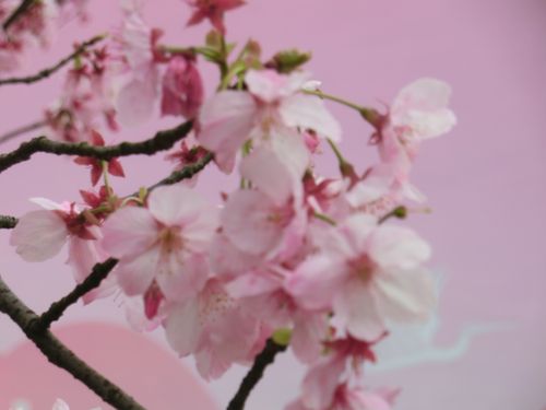 相约春天,武汉东湖赏樱花