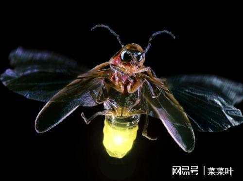 关于萤火虫的14个有趣的科学小知识