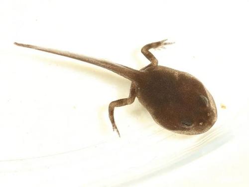 蛙蛙生活史 | 小蝌蚪成长记