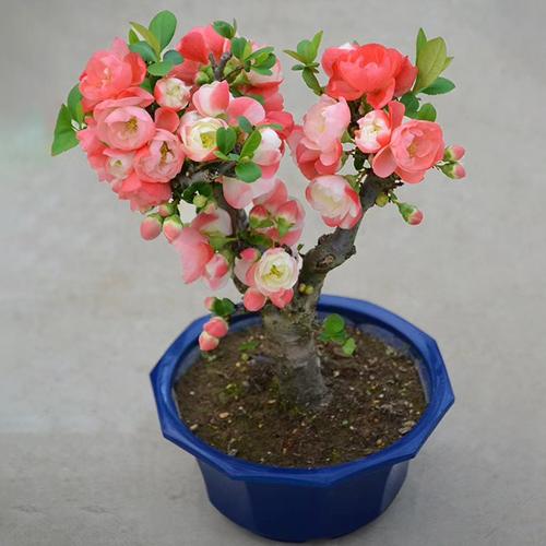 海棠花盆栽树苗盆景重瓣老桩庭院绿植物室内花卉四季开花好养二十年