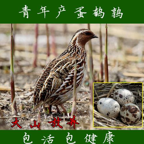 散养鹌鹑鸟活体鹌鹑鸟繁殖用种鹌鹑鸟青年鹌鹑活体宠物天天下蛋