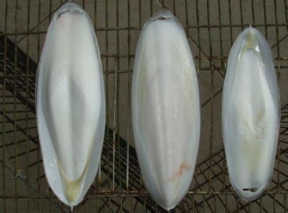 什么鱼有一块骨头很大?而且像梭子?