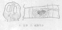 四角瑞氏绦虫