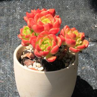【蒂亚】老桩火焰迪亚室内精品多肉花 名贵植物贵品肉肉盆栽大颗