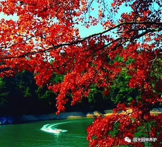 【动态】技术协作助力岭南红叶世界生态旅游区