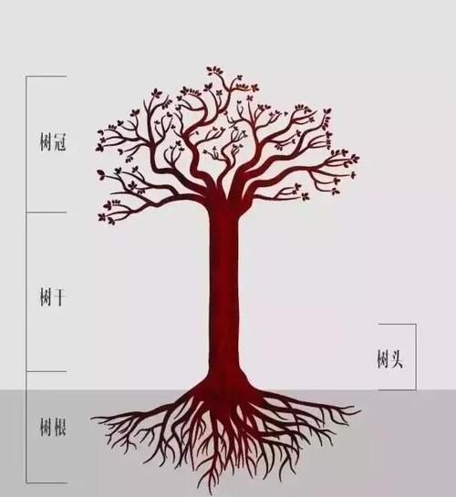 横着看,小叶紫檀树木的横切面的二膘料是精华,竖着看,小叶紫檀树干