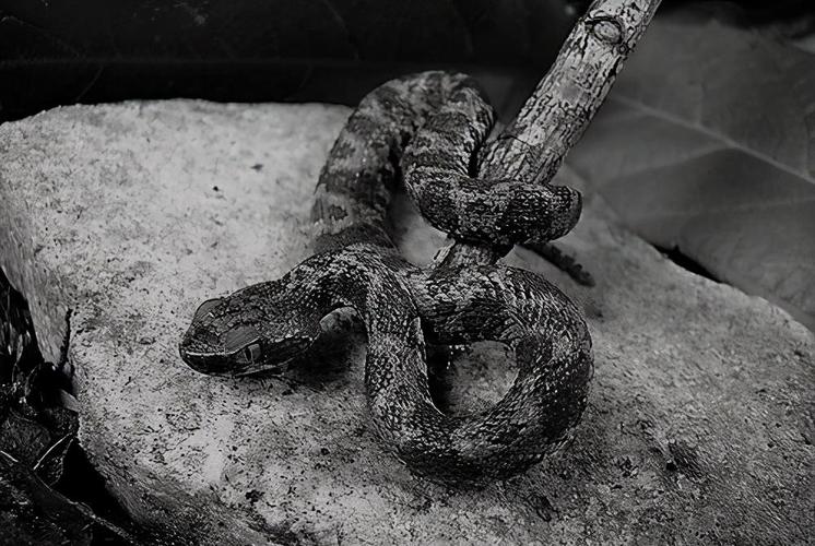 原创被咬一口全身腐烂,毒蛇界最臭名昭著的蛇:三色矛头蝮