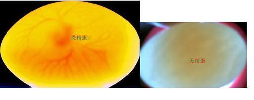 双黄蛋可以孵化出什么样的小鸡
