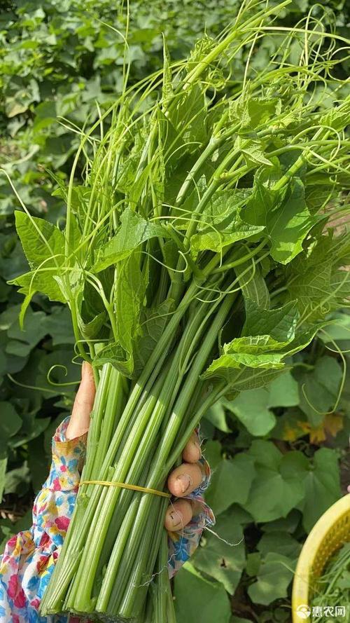 佛手瓜藤尖龙须菜五指山佛手瓜苗尖洋瓜藤尖