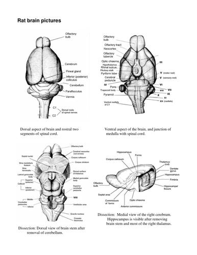 大鼠大脑解剖图