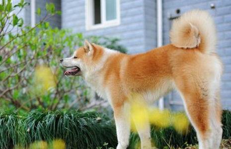 忠犬,保护主人的小秋田犬出售,八公犬电影里面的主角哦