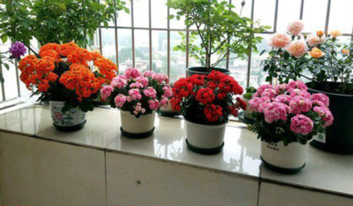 长寿花应该摆放在哪里?新手四季养护指南告诉你,让它