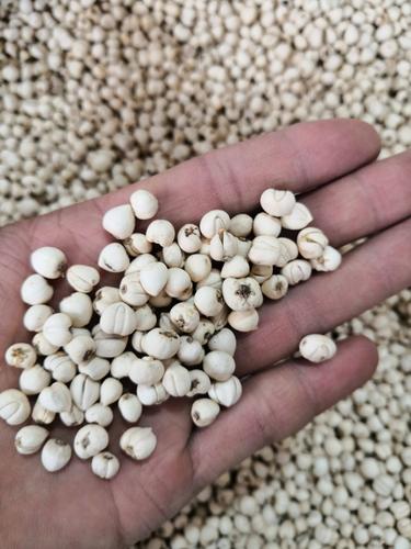 川贝母  上等  正宗  川松贝 小松贝 松贝 四川高原的佳品