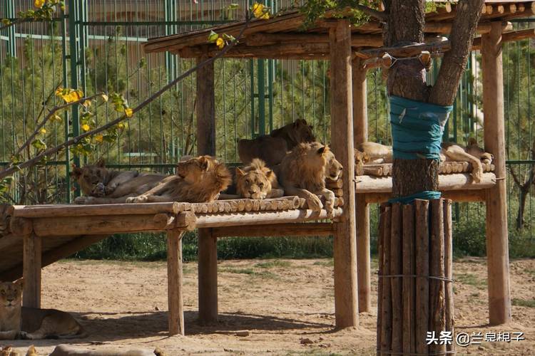 美丽的兰州野生动物园