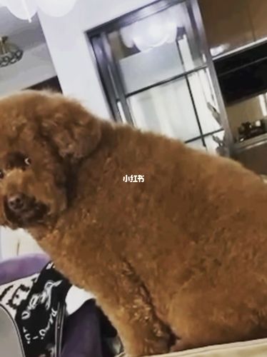 我家也有胖泰迪93_泰迪_泰迪怎么样_迷你_宠物_狗