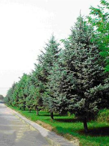 常绿乔木树种建设绿色家园