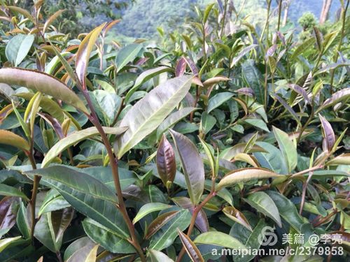 永德忙肺古树茶