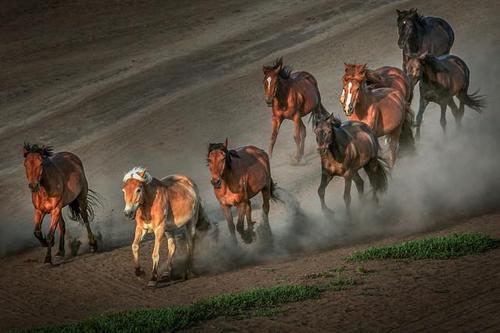 《八骏图》指的是哪八匹马?