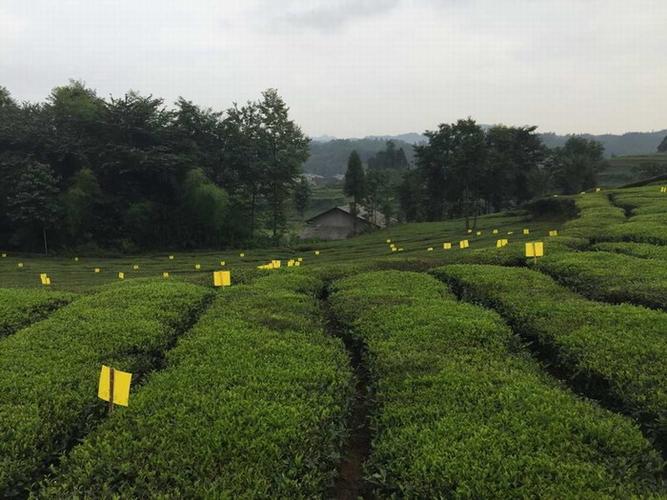 走马镇安装20万张害虫色诱板为茶园保驾护航