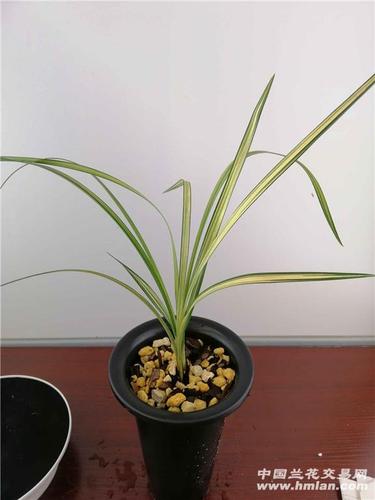 春剑孔雀-春剑篇-中国兰花交易网社区