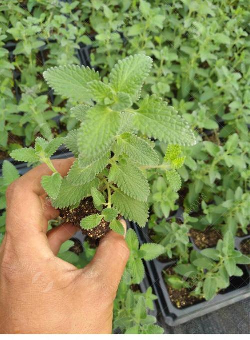 猫薄荷草盆栽植物苗不带盆新鲜幼苗穴盘育苗一株一穴根系完整易成活