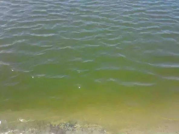 藻;茶褐色以硅藻,隐藻为主,裸藻,绿藻,甲郜次之.产中称之为好水.