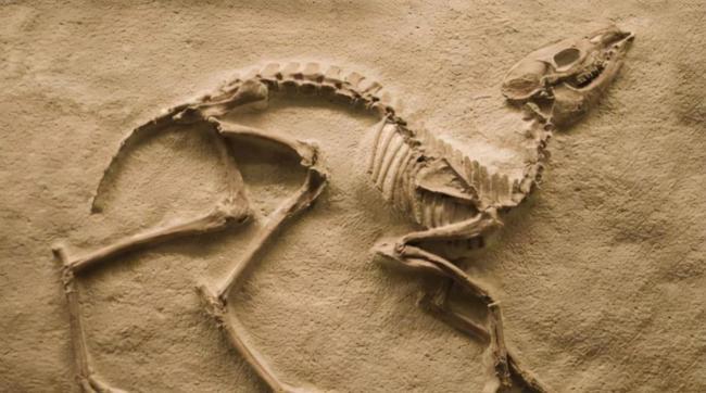 我国科学家疑在恐龙化石中发现dna却被质疑