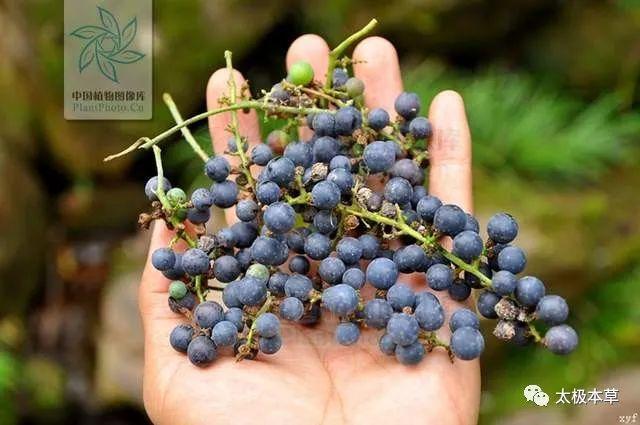 野葡萄见过吗根皮舒筋活血叶用于外伤出血