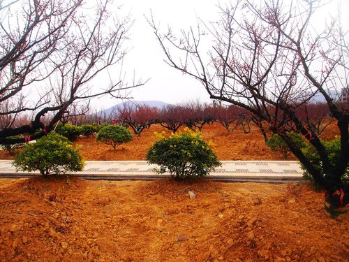 含苞待放嵖岈山万亩梅园