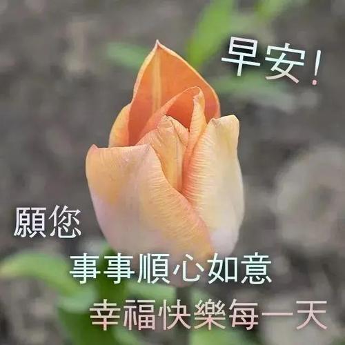 2022年非常漂亮的美女早上好问候表情图片带字带祝福语