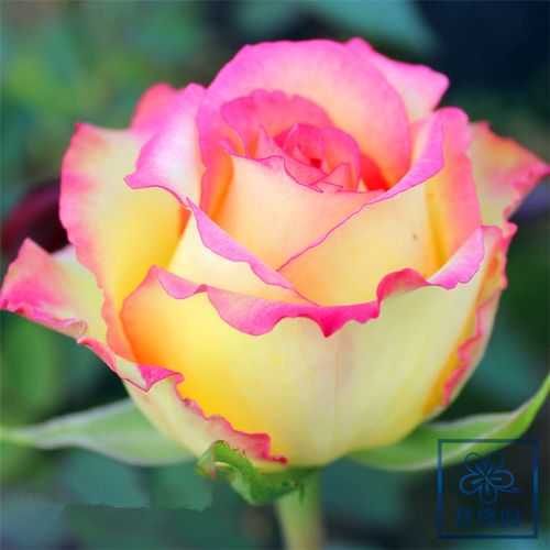 优友复色系列大花香水月季 阿班斯 多季节重复盛开四季开花玫瑰苗