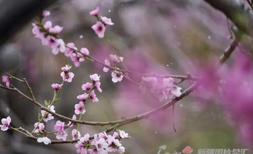 2021石河子桃花节开幕