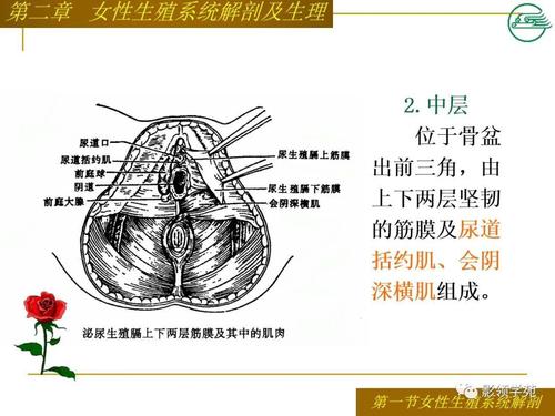 女性生殖系统解剖及生理