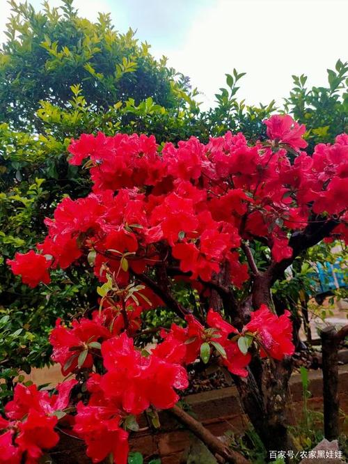 映山红花开灿烂
