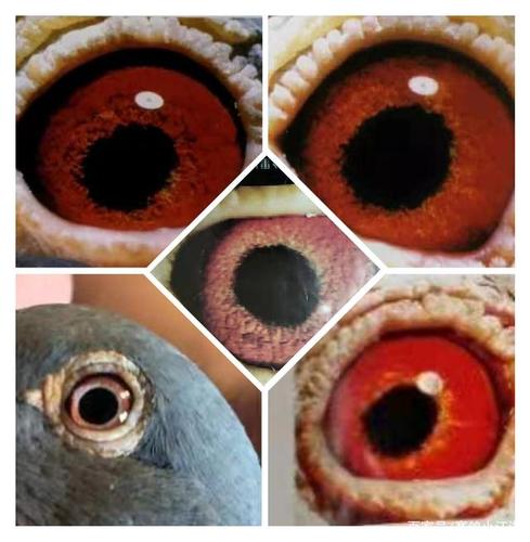 看鸽眼识冠军,远程鸽眼有这些特点