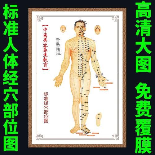 标准男性人体经穴部位海报医院医用中医针灸教育宣传画美容健康