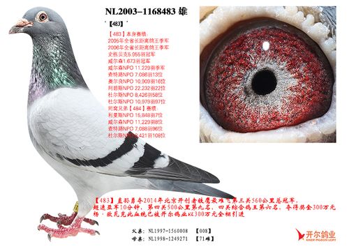 名称:【483】 环号:nl2003-1168483 雌雄:雄 血统:杨•欧瓦克 赛