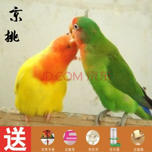 牡丹鹦鹉活体宠物鸟活体中小型说话鸟活体牡丹鹦鹉虎皮鹦鹉凤鹦鹉活体