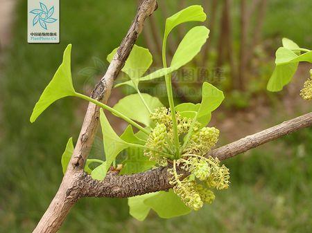 银杏树的花是什么样子的
